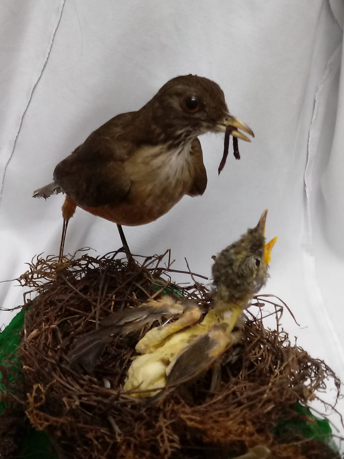 Sabiá Laranjeira e filhote