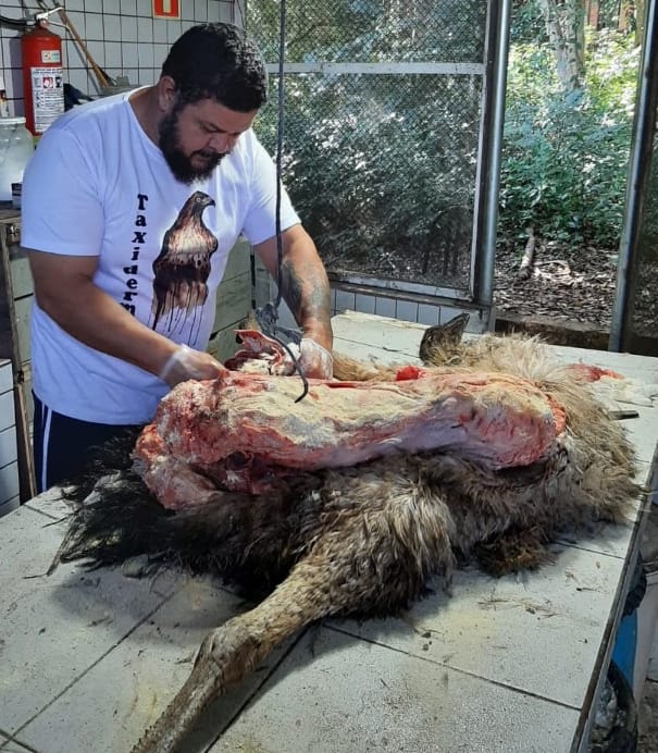 Peça de taxidermia em exposição